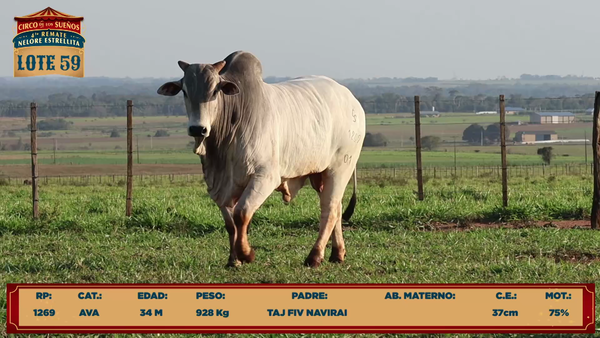 Lote LOTE 59