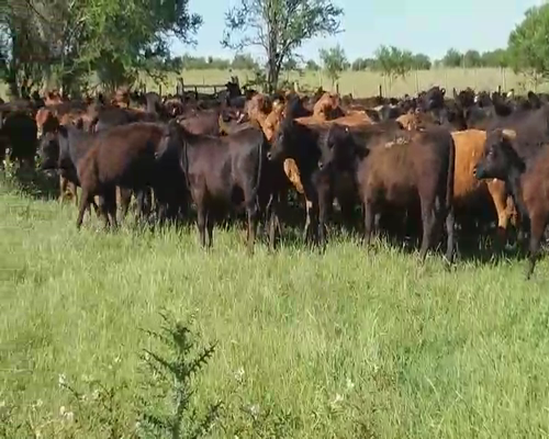 Lote 100 Terneras en Villaguay, Entre Ríos