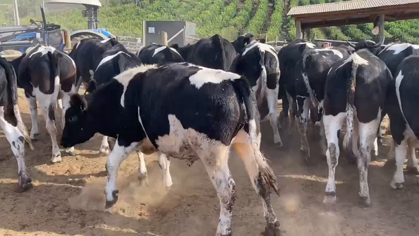 Lote 25 Novillo Gordo en Melipilla, Región Metropolitana