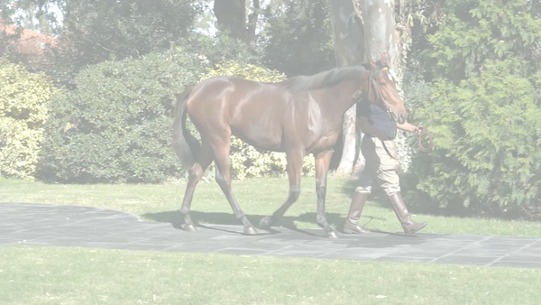 Lote LARTIA (GLOBAL HUNTER - LUCILIUS)