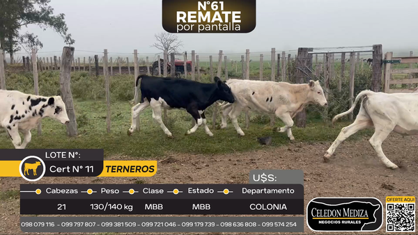 Lote 21 Terneros en ruta 50, Colonia