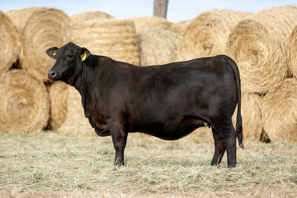 Lote Reproductores Altohondo - Lote 1