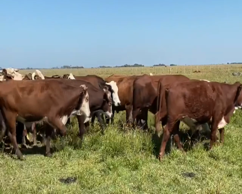 Lote 100 Novillos en Col. C. Pellegrini, Corrientes