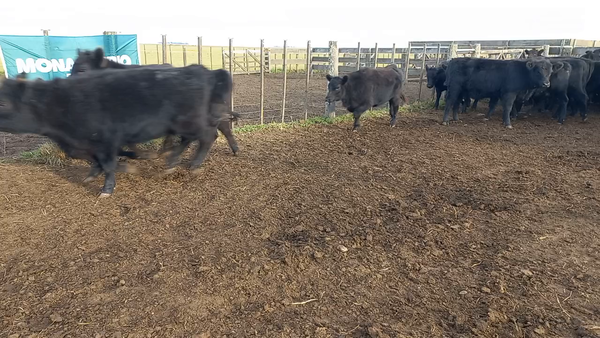 Lote 60 Terneras en Gral. Lamadrid