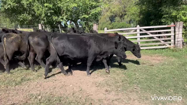 Lote 24 Vaquillonas preñadas
