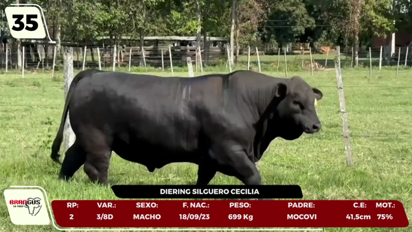 Lote LOTE 35 - CAMPO