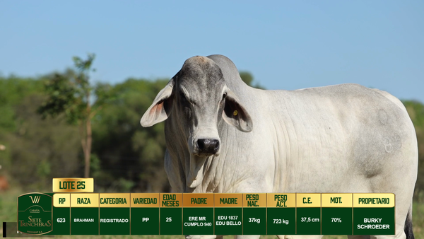 Lote LOTE 25
