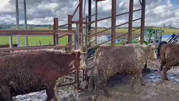 Lote 48 Vaquilla Gorda en X Región Los Lagos, Los Muermos