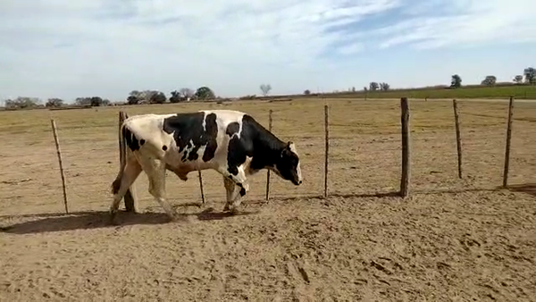 Lote 1 Toros Holando Argentino en Col. Aldao, Santa Fe