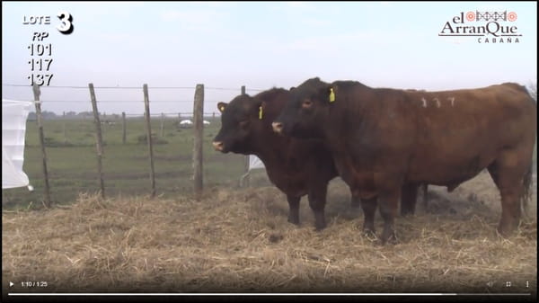 Lote 3 Toros Angus Colorados - Santa Anita, Entre Rios