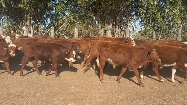 Lote 120 Terneros en Corrientes, San Roque