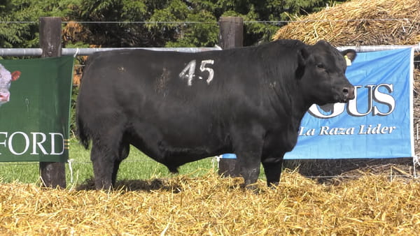 Lote TOROS ANGUS PURO CONTROLADO