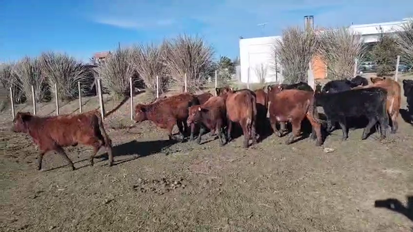 Lote 21 Terneras AA en Rafael Peraza