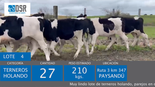 Lote Lote 4 - Ganado