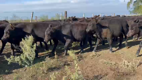Lote 70 Terneras en Brandsen, Buenos Aires