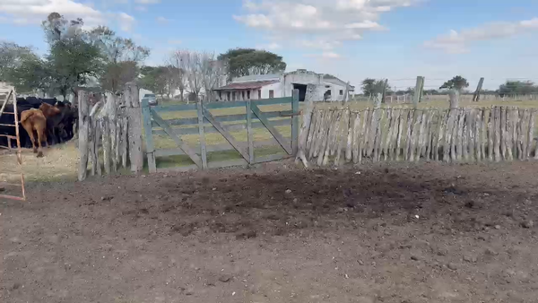 Lote 30 Vacas p/ invernar en Corrientes, Col. Libertad