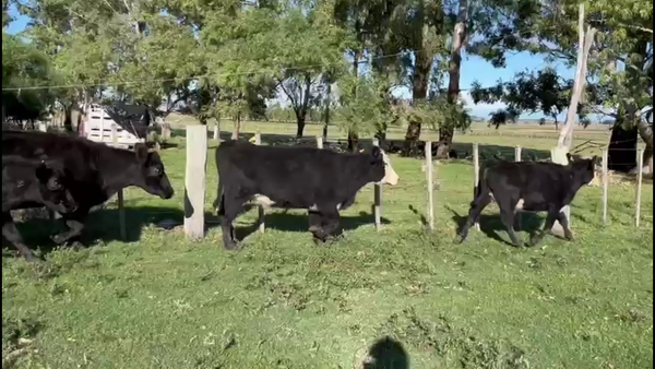 Lote VACAS DE INVERNADA