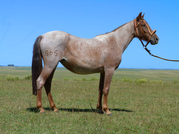 Lote Ganadora Salpay