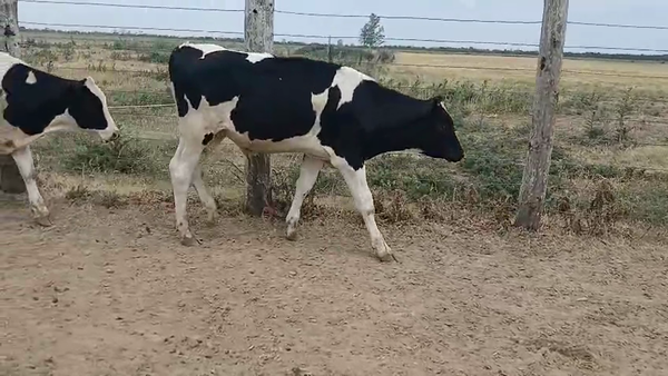 Lote 33 Terneros Holando Argentino, Jersey y Montbeliarde en Sunchales, Santa Fe