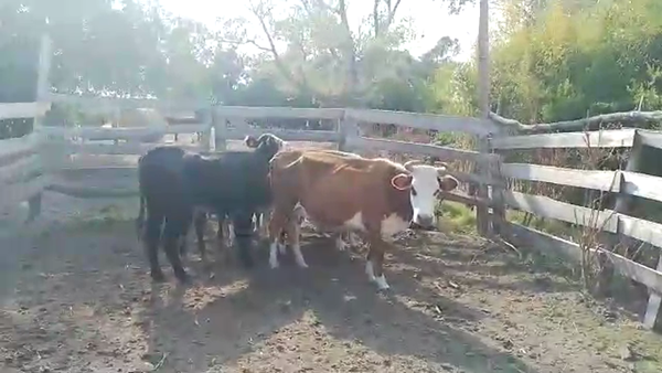 Lote 6 Piezas de cría Cr en Puntas de Gregorio