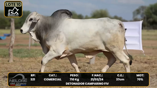 Lote LOTE 10