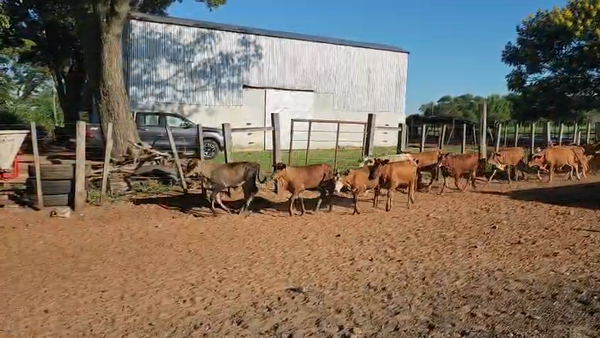 Lote 150 Terneros/as