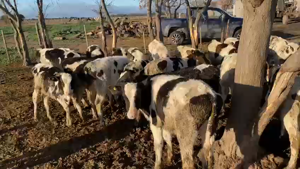 Lote 23 Terneros/as Holando Argentino en Los Chañaritos, Córdoba