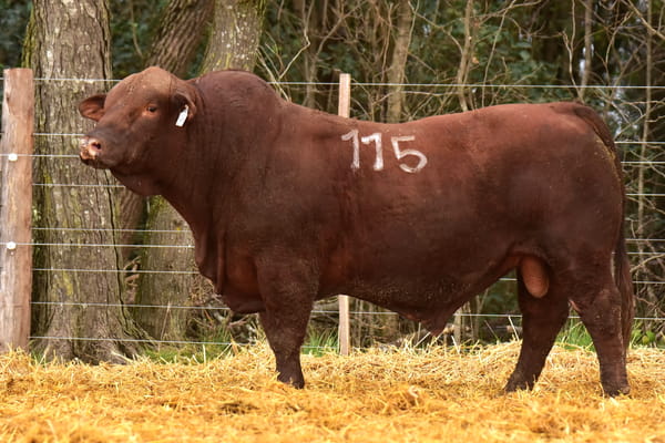 1815 — TOROS BRANGUS