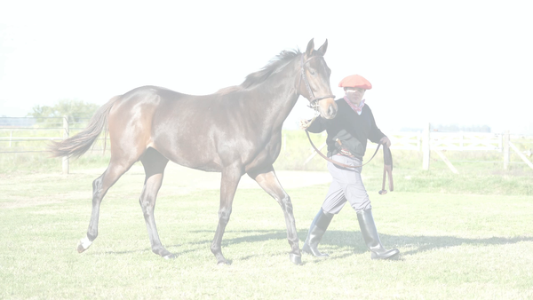 Lote MAIANDRA NIK (NICODEMUS - MAIANDRA)