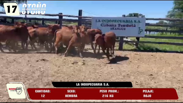 Lote LOTE 17