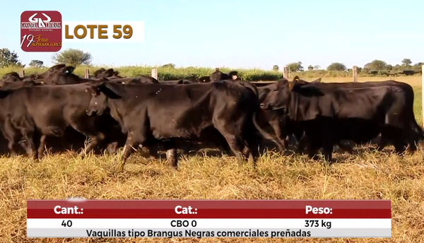 Lote Reproductores de Alborada - Lote 59