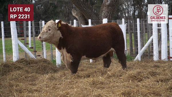 Lote Toro PR