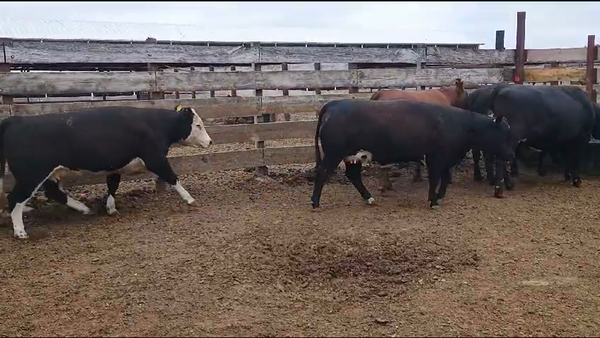 Lote 15 Vaquilla Gorda en Los Ángeles, VIII Región Biobío