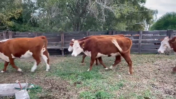 Lote VACAS DE INVERNADA