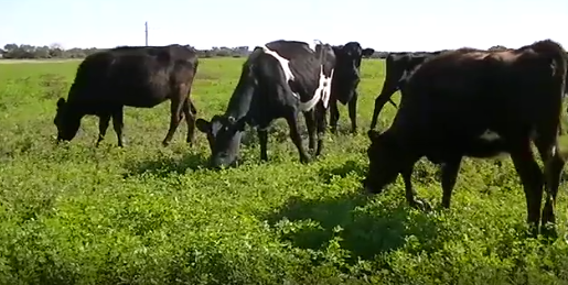 Lote 12 vaquillonas en Santo Tomé, Santa Fe