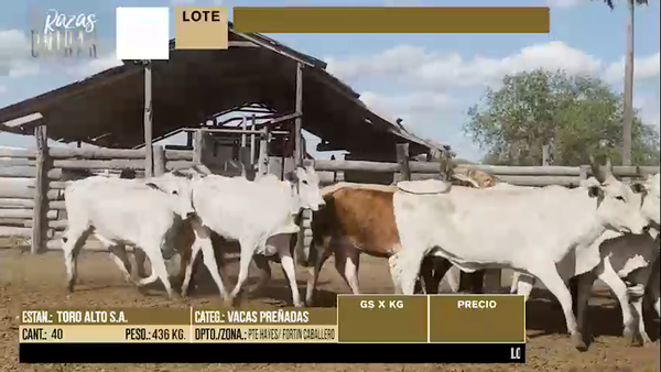 Lote LOTE 48 - 40 VACAS PREÑADAS