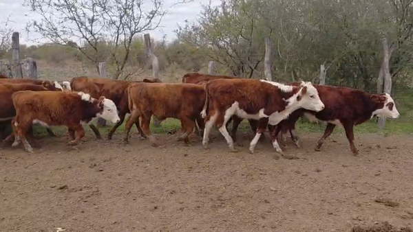 Lote 149 Terneros/as