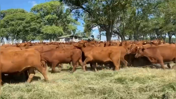 Lote 200 Novillos en Curuzú-Cuatiá, Corrientes