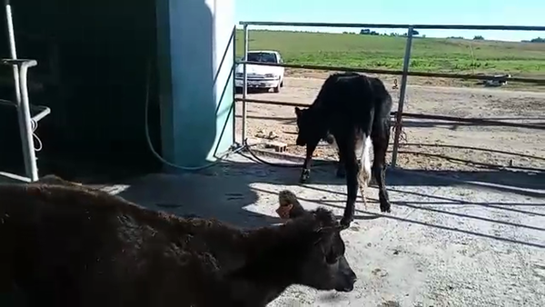 Lote 2 Terneras CRUZA 150kg - , San José