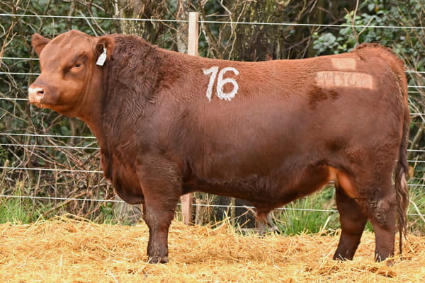 44368 — TOROS ANGUS PC