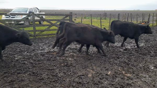 Lote 58 Terneros/as en Buenos Aires, Benito Juárez