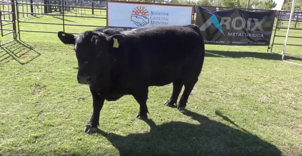 Lote Toro Aberdeen Angus Negro PP - RP258 - Cabaña Peuma Yen