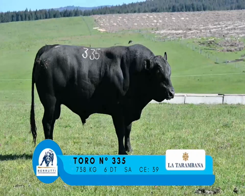 Lote TORO 335