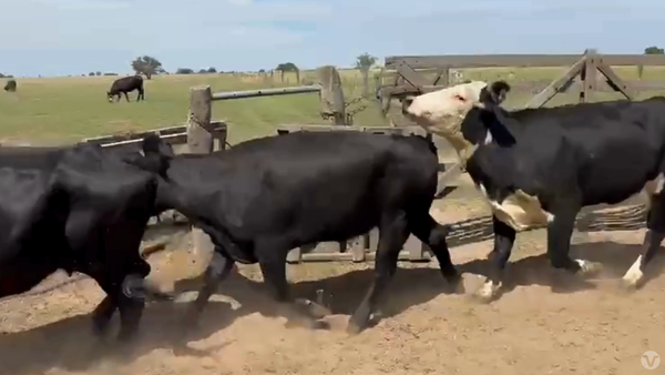 Lote 33 Vacas Preñadas