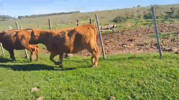 Lote VACAS INVERNAR