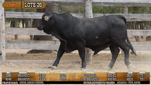 Lote LOTE 26 - PANTALLA