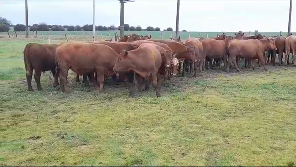 Lote (Vendido)30 Novillos ANGUS COLORADO 405kg -  en SOLER