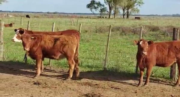Lote 40 Terneros/as de 240 Kgs en Lujan