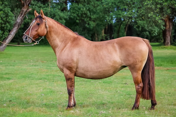 Lote JAGUEL ODALISCA