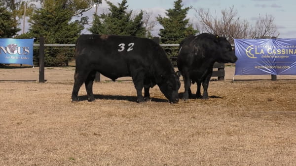 Lote TOROS ANGUS PUROS CONTROLADOS